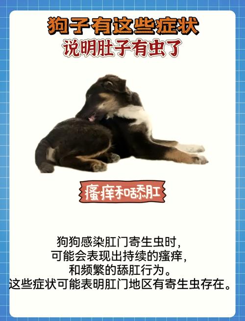 狗狗体内有虫子的症状有哪些