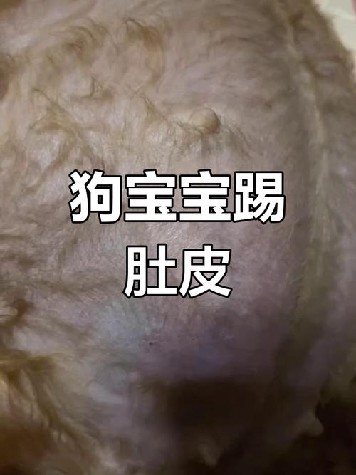狗怀孕吃鸡骨头会怎样