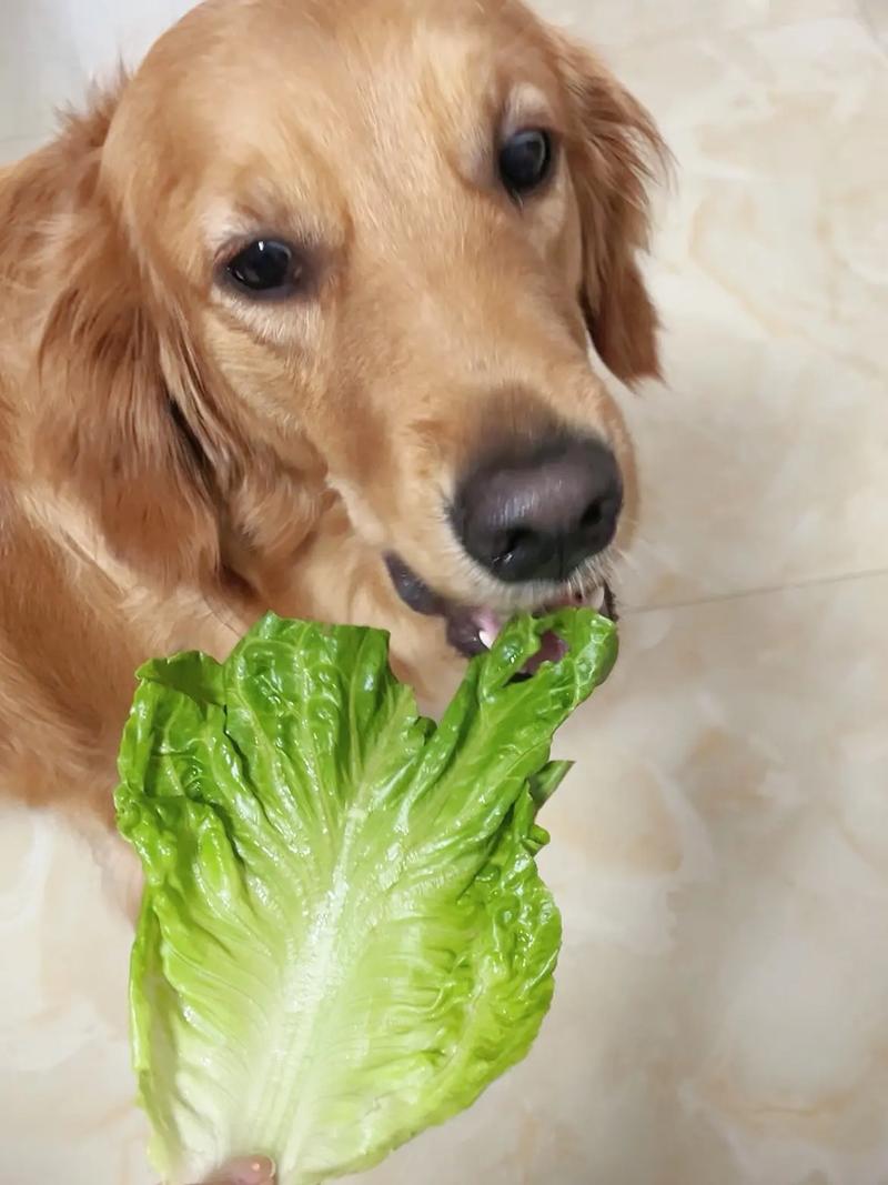 狗狗能吃莴笋叶子吗