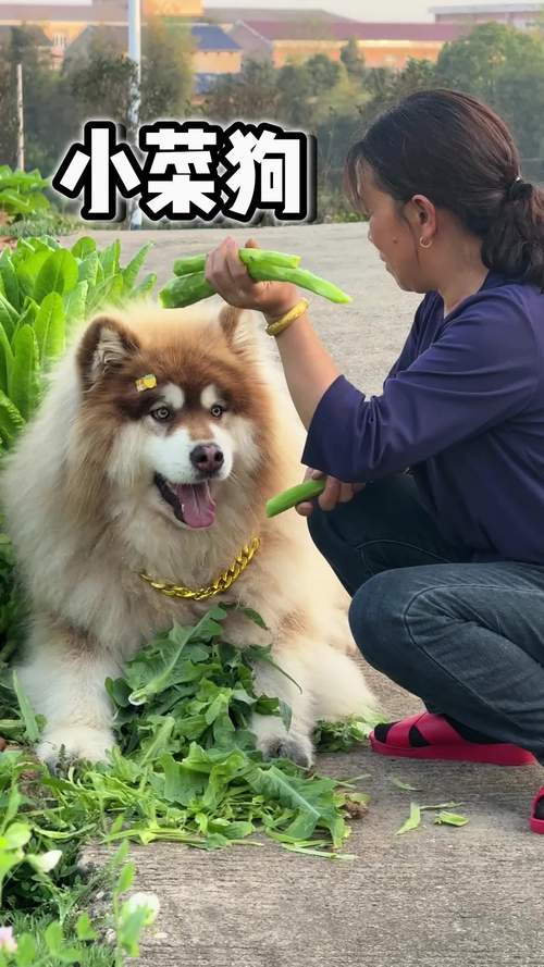 猫,狗,能吃窝笋菜叶稀饭拌狗粮不