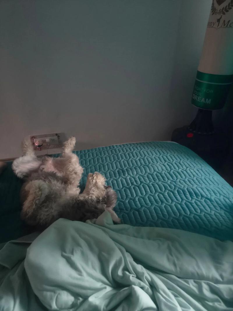 不让狗狗进屋睡就一直挠门