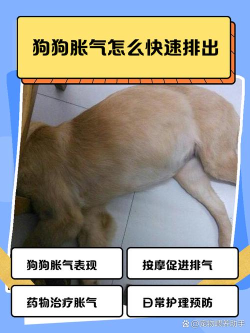 狗狗肚子胀气7妙招快速排气