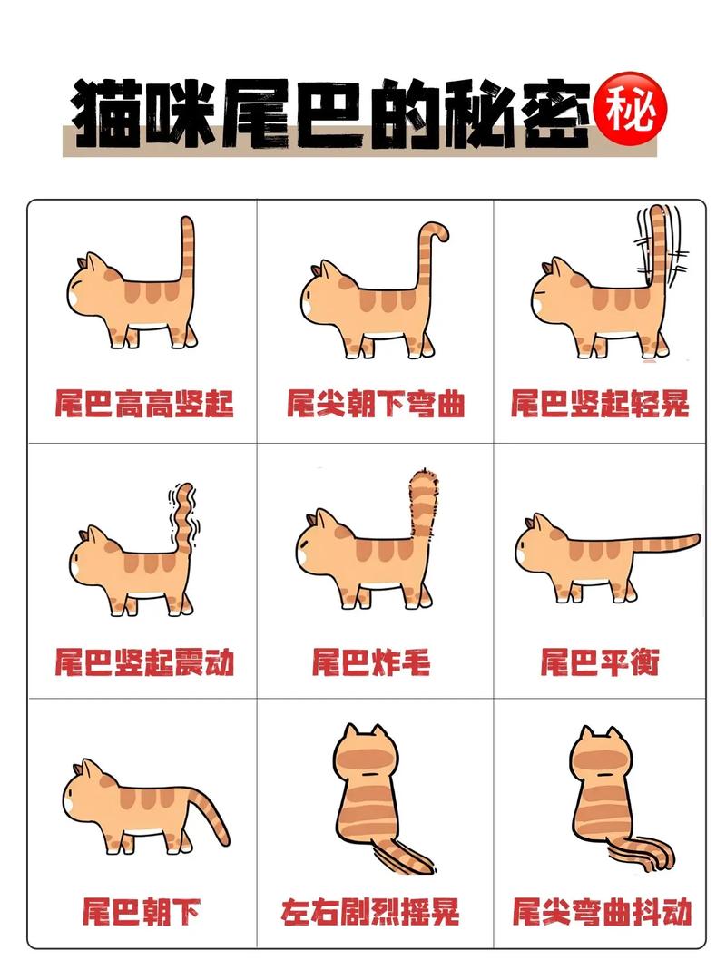 猫为什么尾巴变粗?