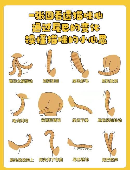 猫咪尾巴为什么很长呢