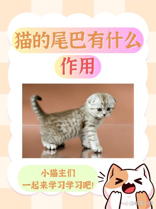 猫的尾巴有什么作用