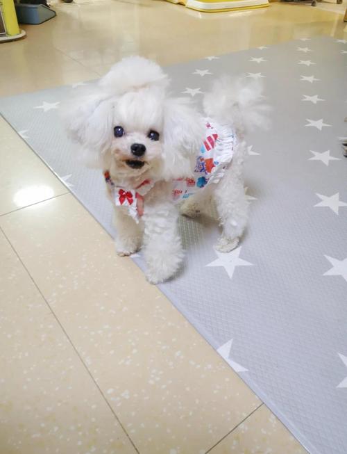 狗狗必备的用品?