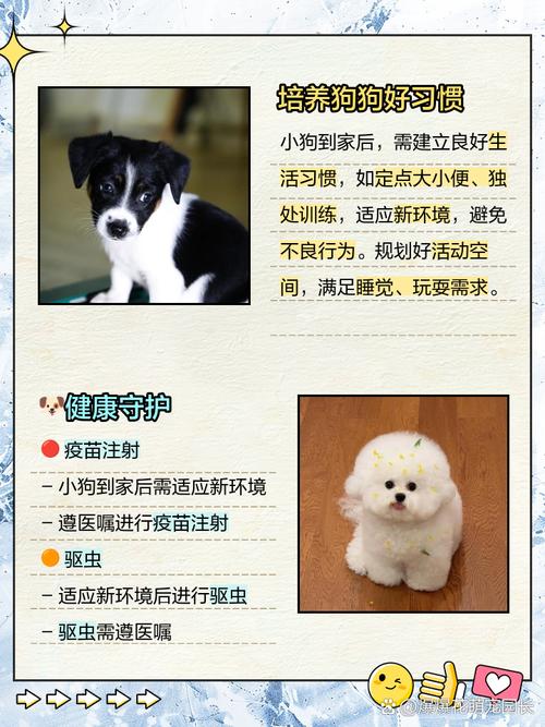 狗狗第一天到家注意事项,不宜进食比较好先熟悉环境