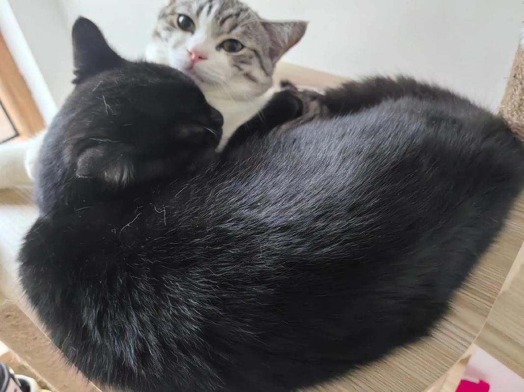 猫咪七个月处于什么期