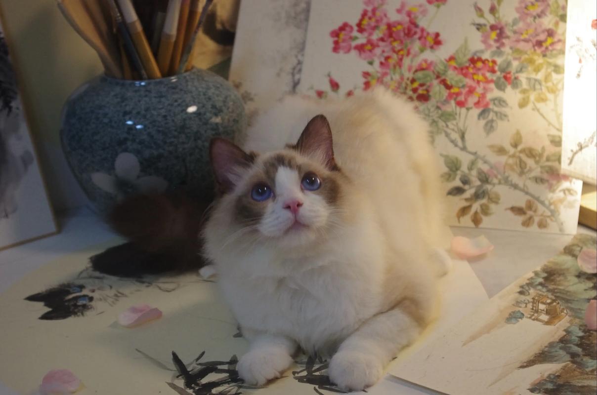 七个月的猫属于幼猫吗,七个月的猫是幼猫还是成猫