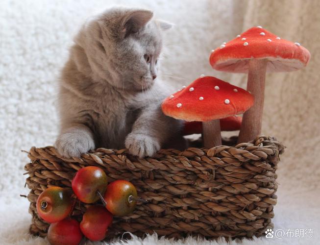 猫咪为什么喜欢干香菇