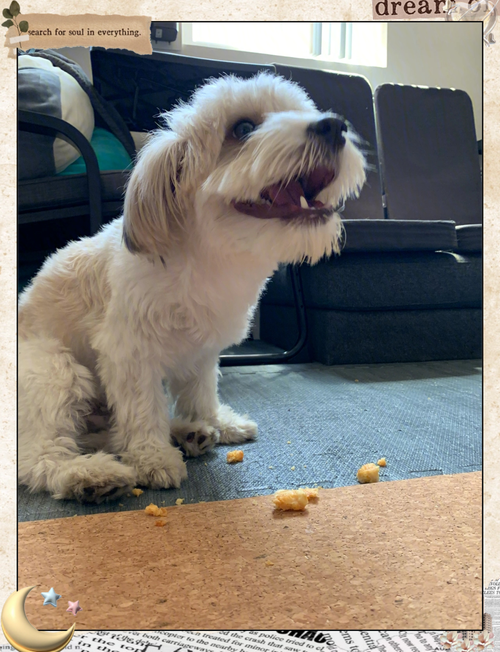 小狗可以吃酸奶泡芙吗?