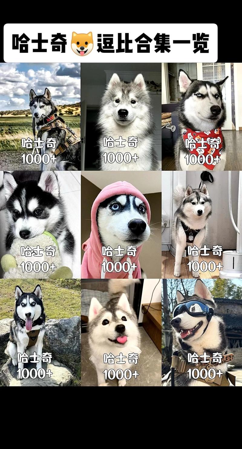 哈士奇小狗多少钱一只