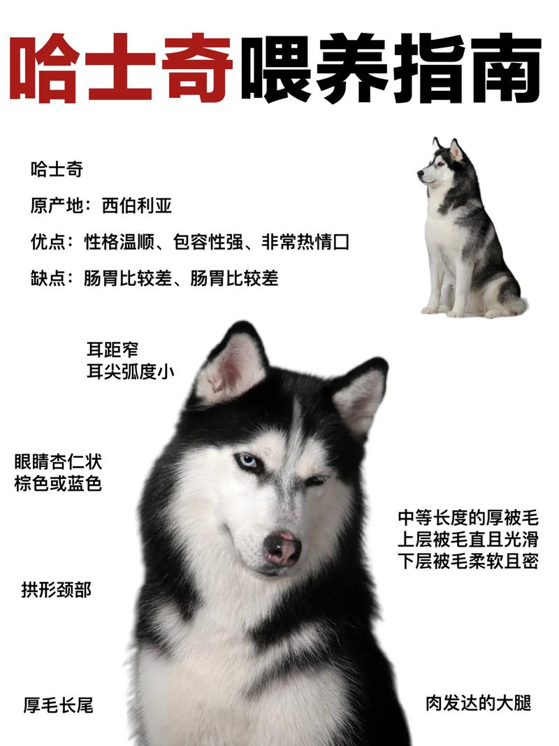 哈士奇幼犬多少钱?一只哈士奇幼犬怎么饲养?