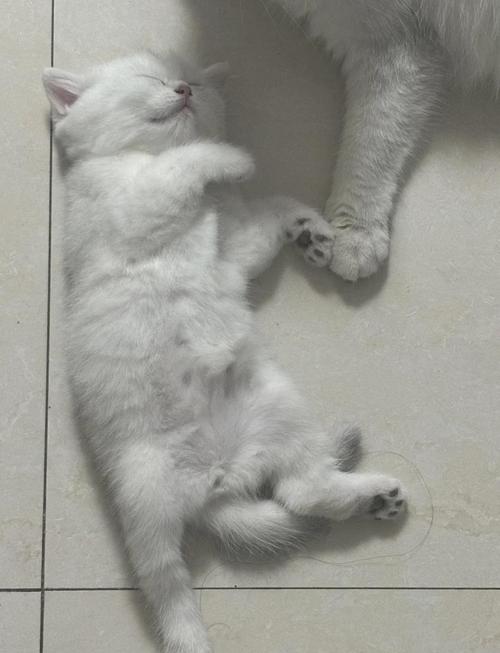 母猫隔多久可以生第二窝