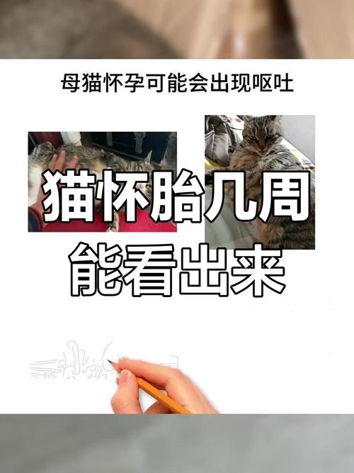 猫生产前几天开始找窝-猫咪找地方是否要生了