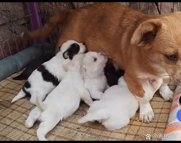 狗狗拉稀能喝羊奶粉吗