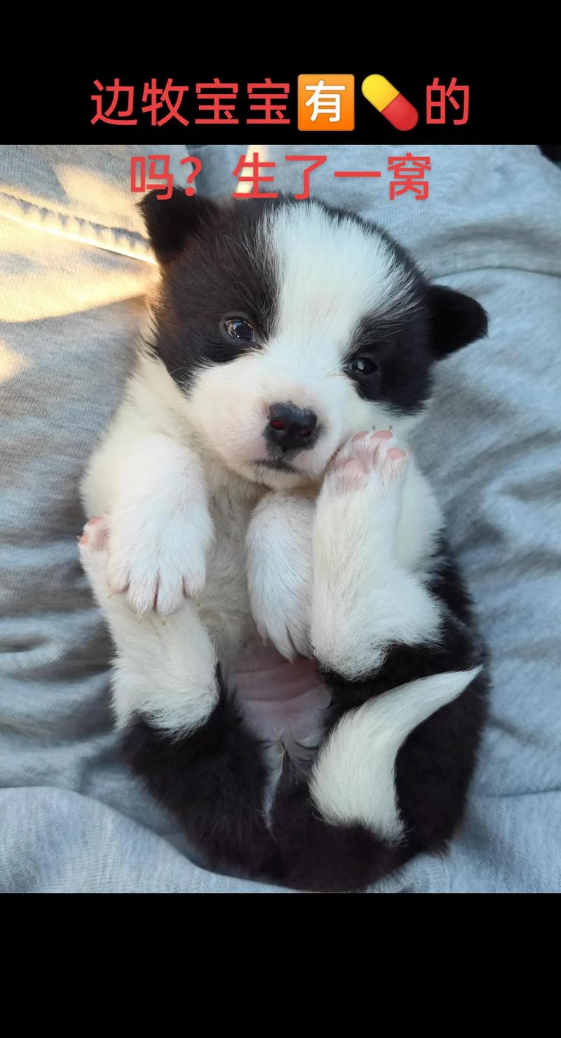 边牧幼犬拉稀可以吃羊奶吗