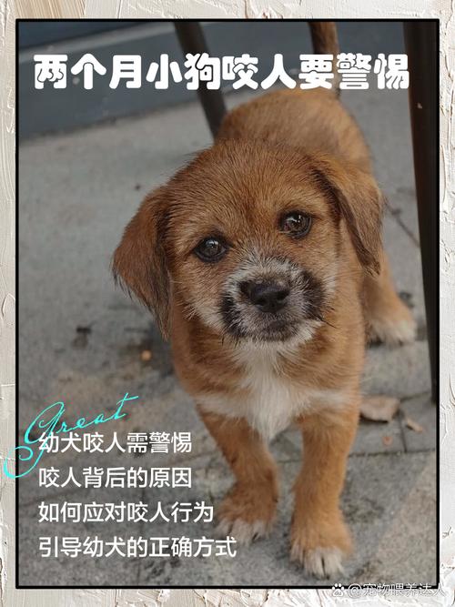 如何让狗狗不乱咬东西