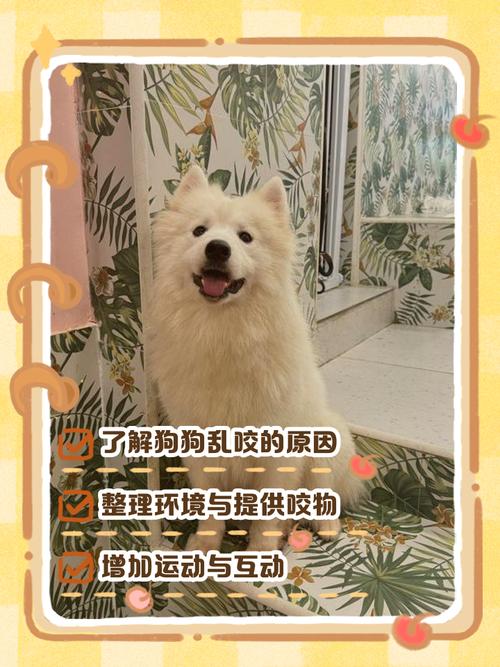 怎么改掉狗狗乱咬东西的毛病