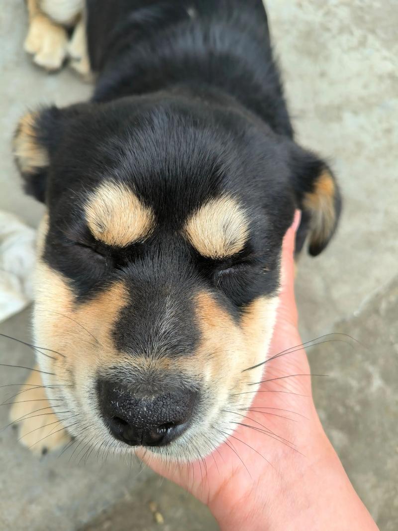 一个月大的小狗狗可不可以吃旺仔小馒头