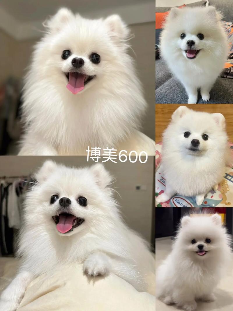 狗狗可不可以吃旺仔小馒头