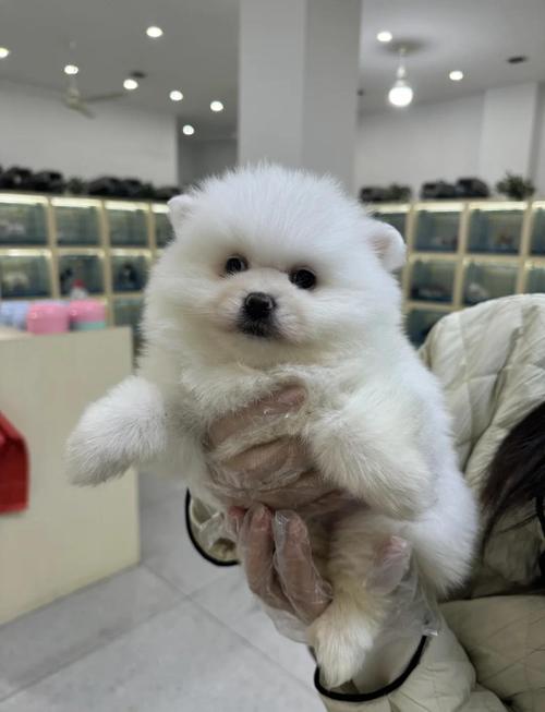 狗狗能吃旺仔小馒头吗?