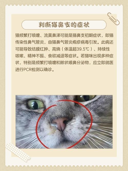 猫呕吐、打喷嚏、黄鼻涕是怎么回事?