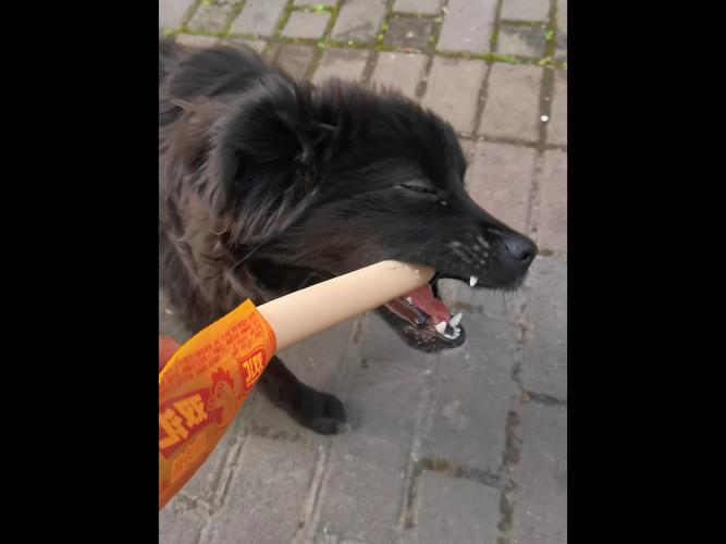 中华田园犬(土狗)经常吃火腿肠会怎么样?