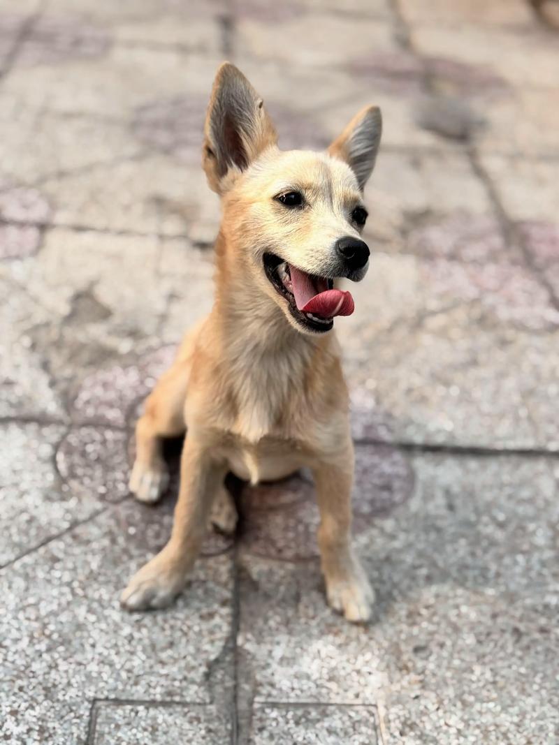 狗狗长期吃火腿肠会怎么样?