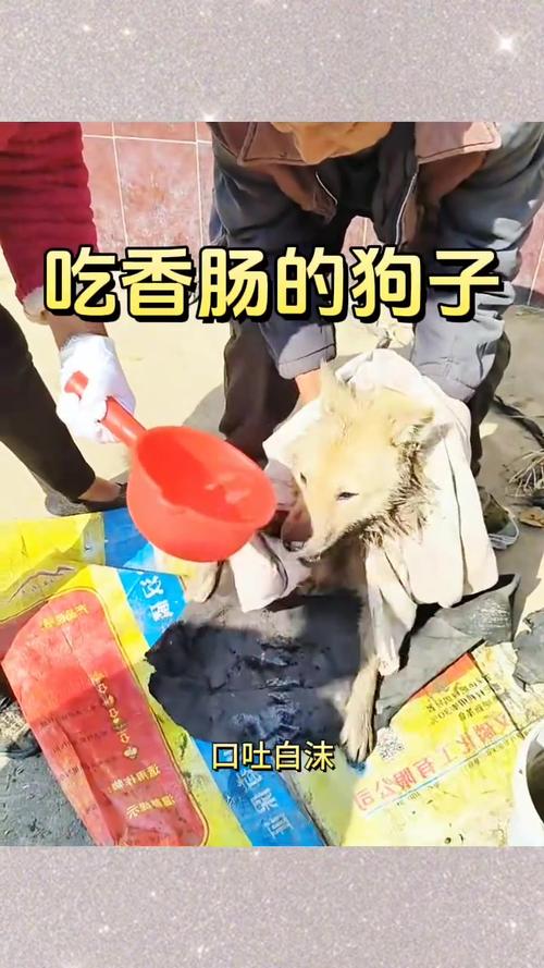 狗狗经常吃火腿肠会怎么样