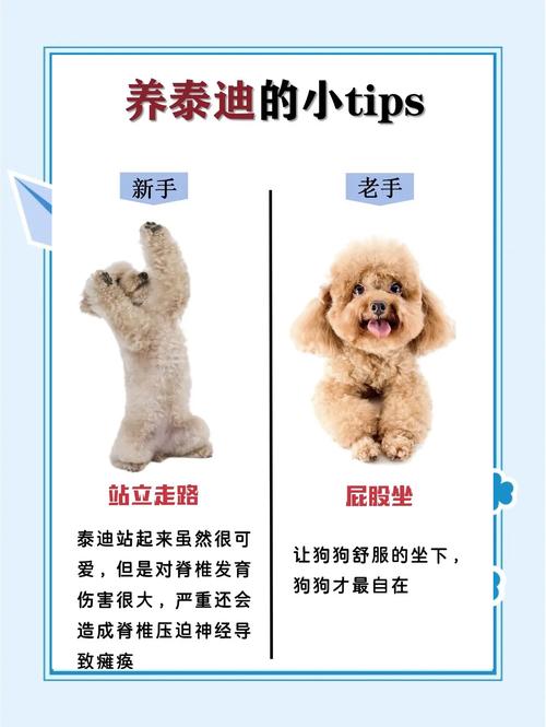 泰迪脚臭应该怎么处理呢?