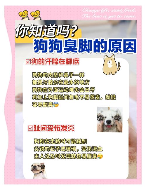 狗狗有脚臭怎么办呢好臭