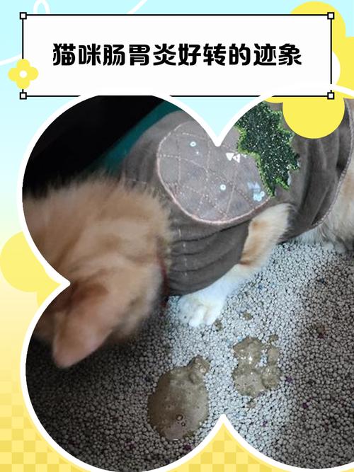 猫咪肠胃炎好转的迹象