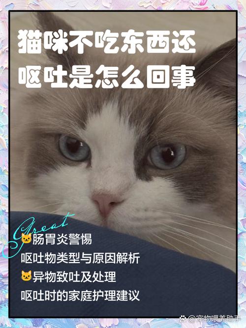 猫咪肠胃炎怎么办?