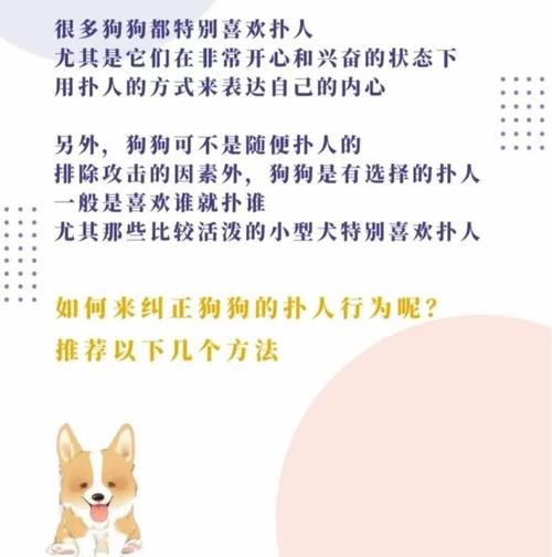 狗狗爱扑人怎么办?用这个方法训练,改变坏习惯