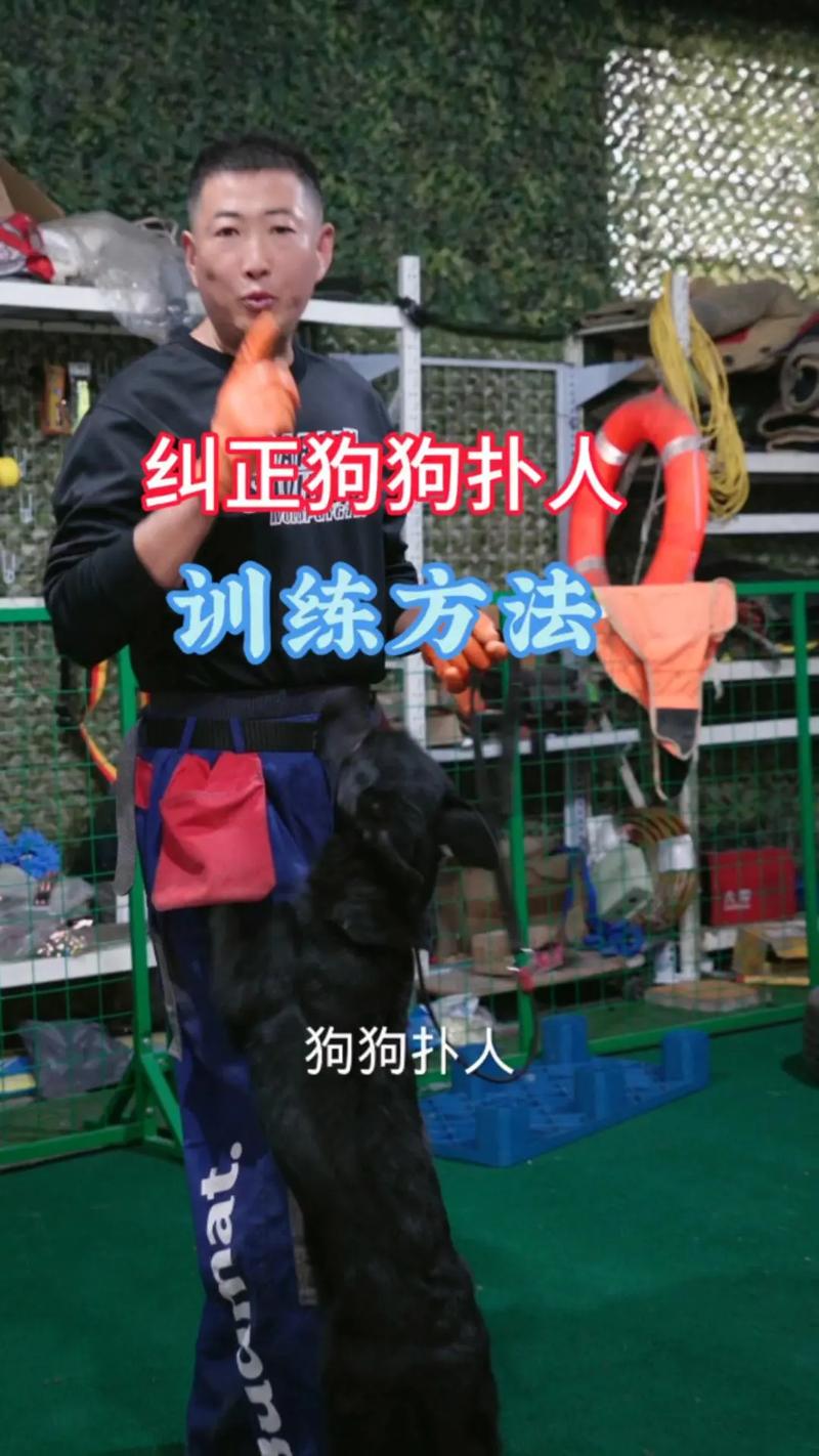 如何纠正爱犬扑人的习惯