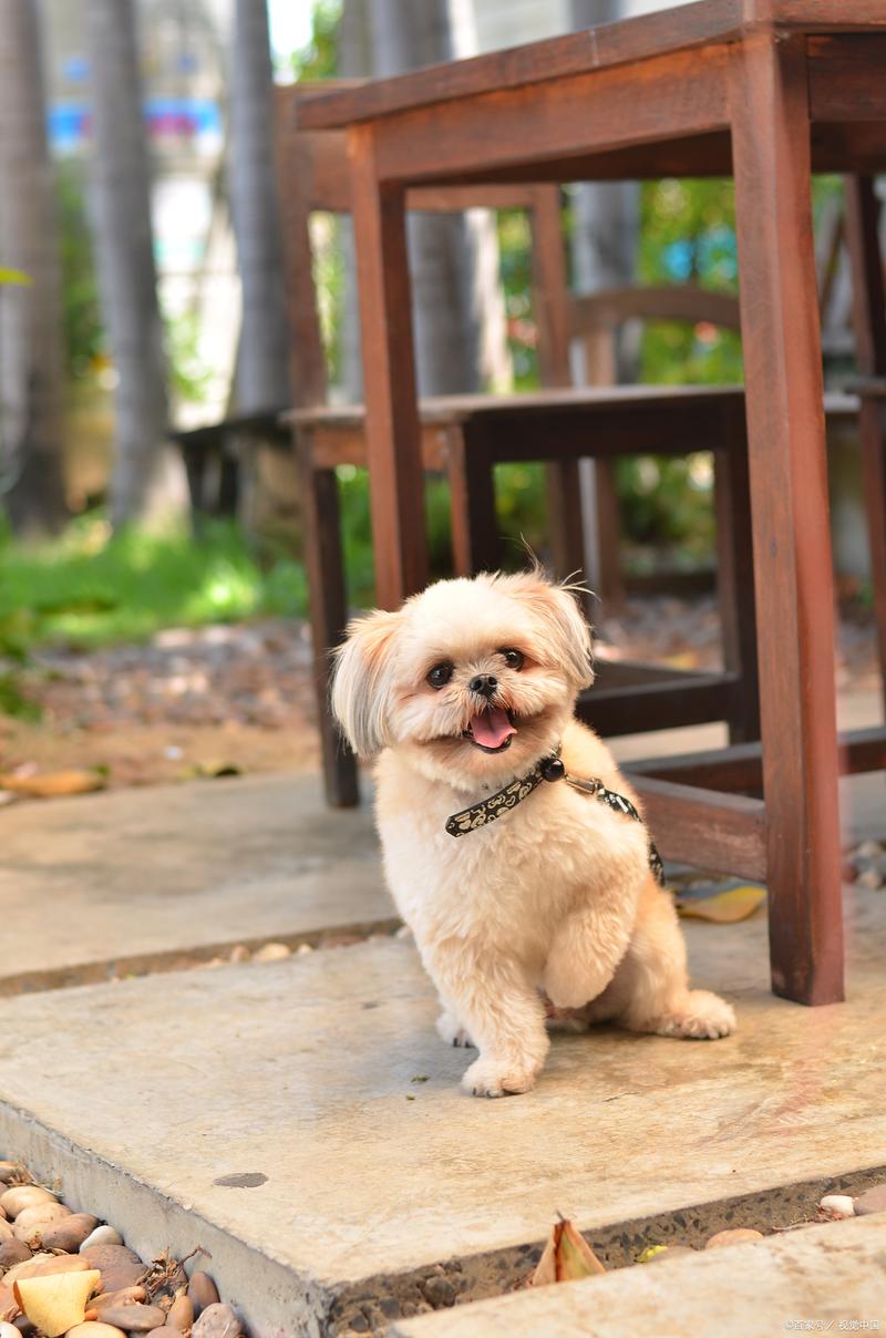 狗狗一天比较多吃几个蛋黄