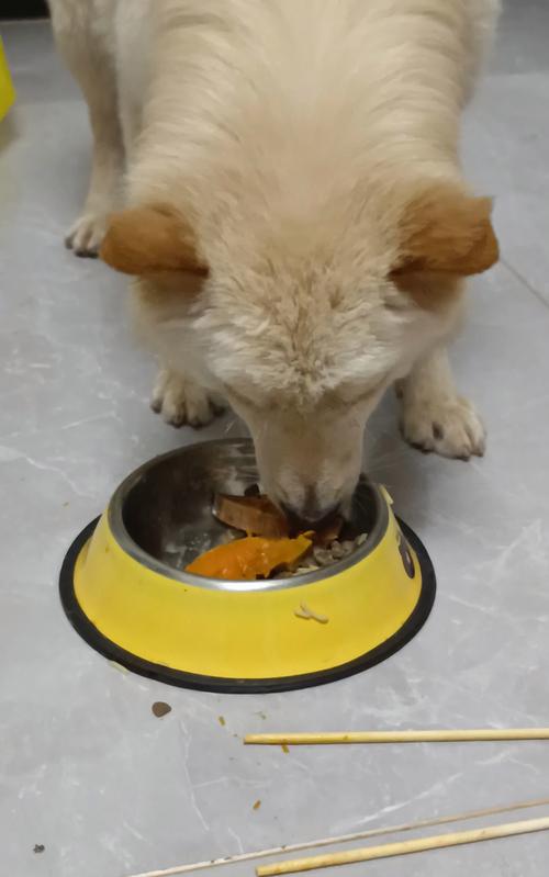 狗吃油腻的东西会怎样