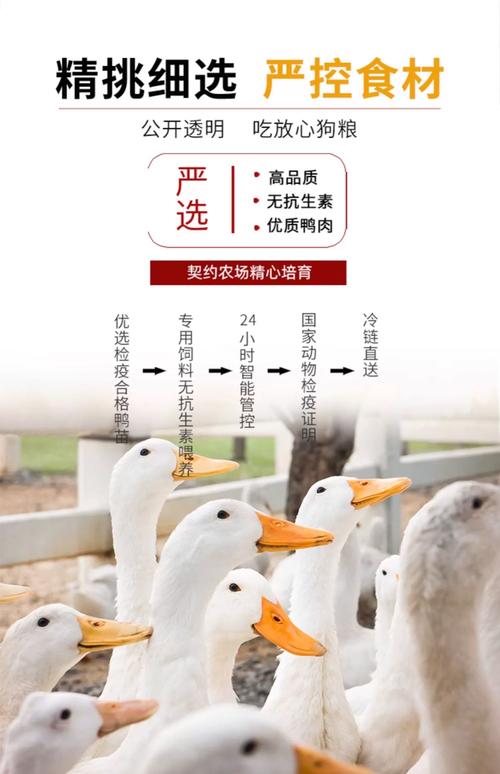 狗狗怀孕吃什么好小鹿犬