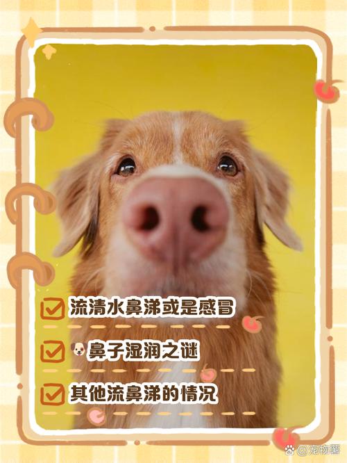 狗狗为什么反复流鼻涕