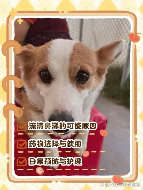 狗狗流黄鼻涕是怎么回事