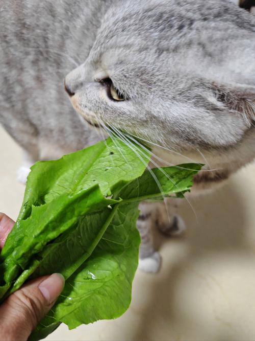 猫咪可不可以给吃煮熟的青菜?