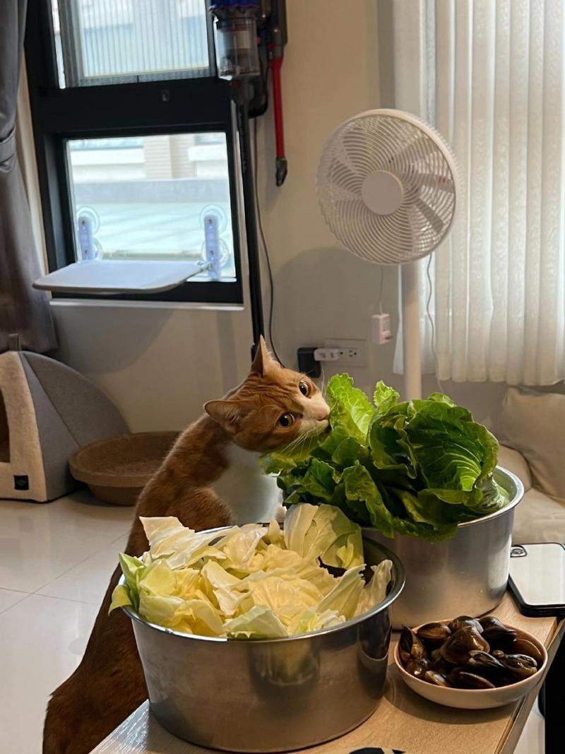 猫咪能吃什么蔬菜不能吃什么蔬菜