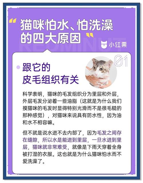 为什么猫这么怕洗澡