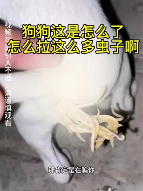 狗狗驱虫后还会拉虫子出来,是什么原因呢?