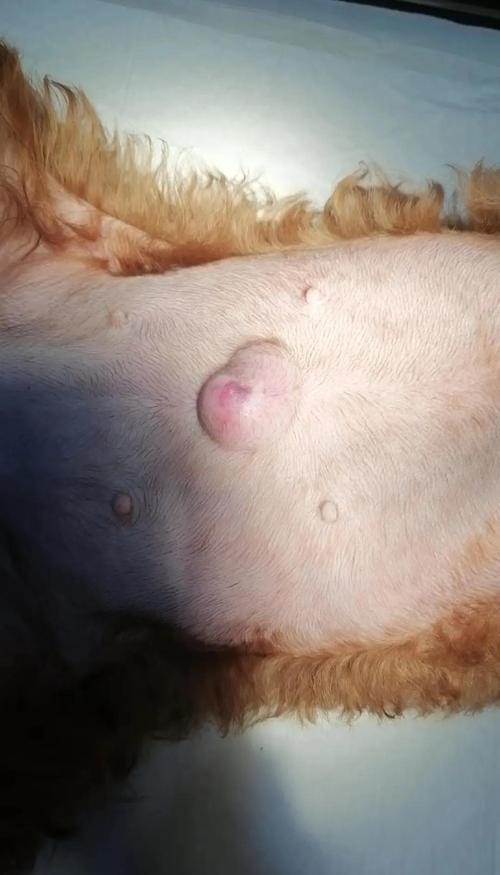 为什么狗狗的肚脐眼是鼓的