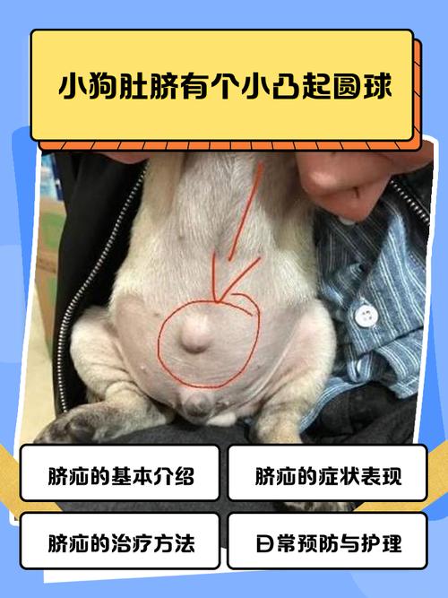 狗狗肚脐眼鼓包咋办这种怪病治得好吗