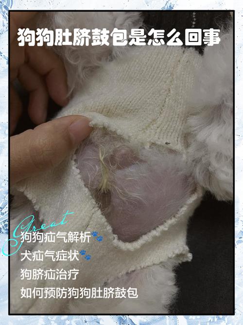 小狗肚脐眼鼓了一个包怎么消除