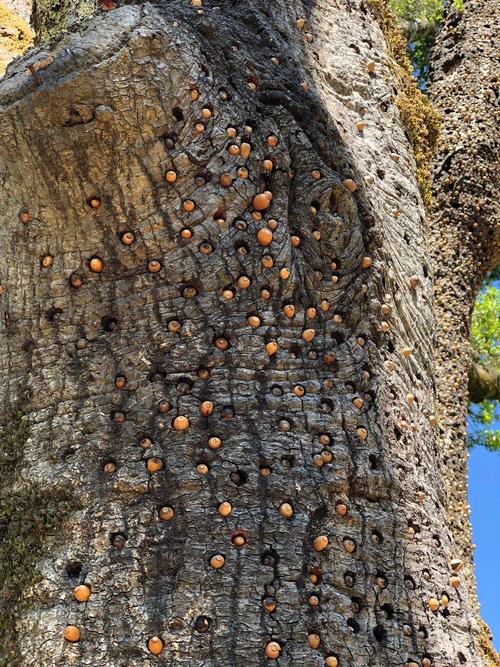 狗狗能吃干果吗
