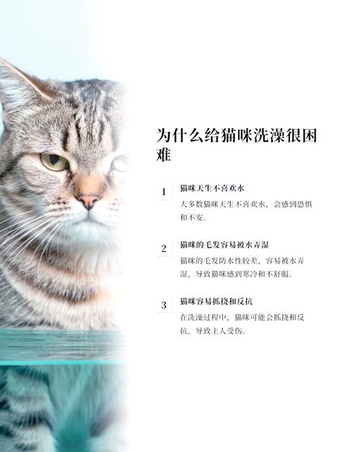 怎么自己在家给猫咪洗澡